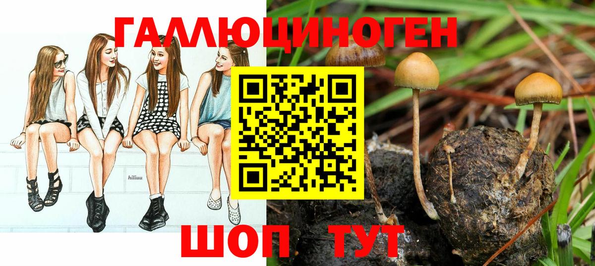 Галлюциногенные грибы Psilocybine cubensis  Вход с VPN  как найти   Кохма  Галлюциногенные грибы Cubensis 